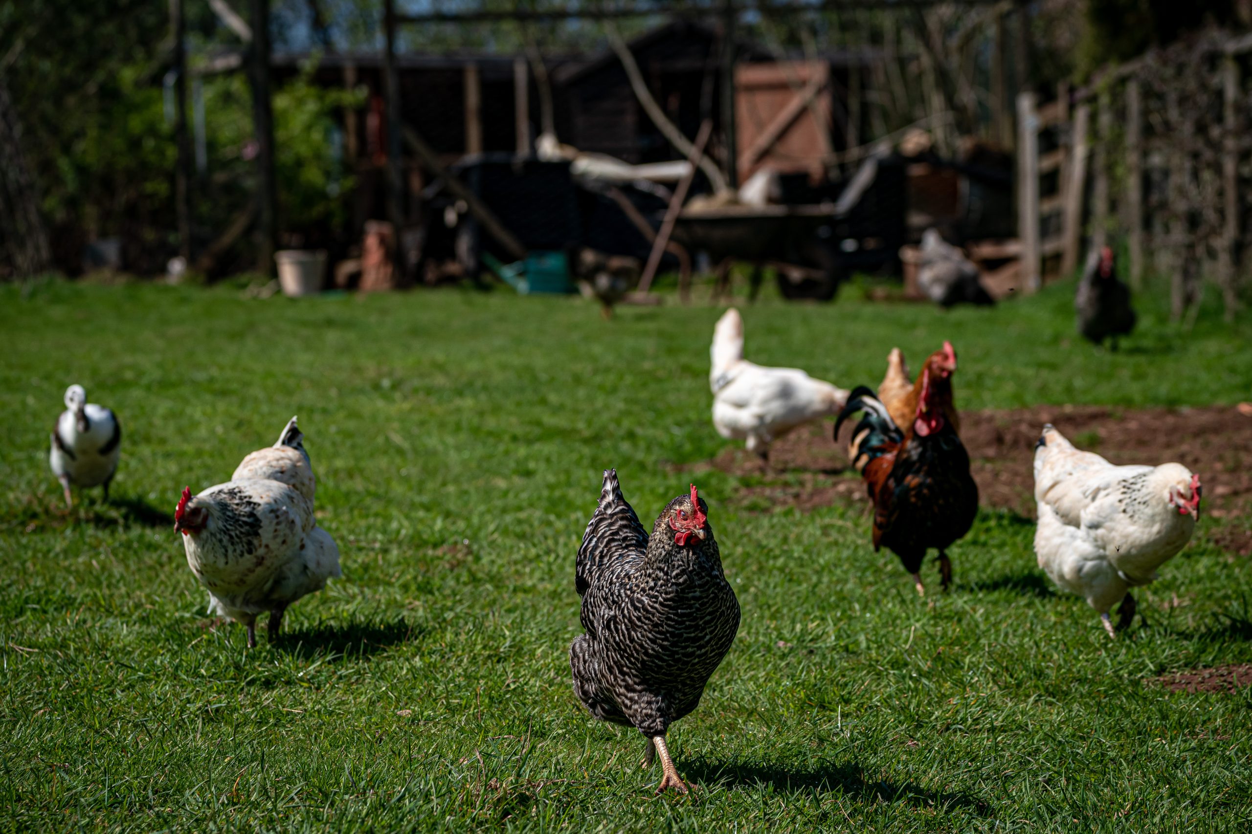 Bird Flu Detected in Montgomery County Backyard Chicken Flock