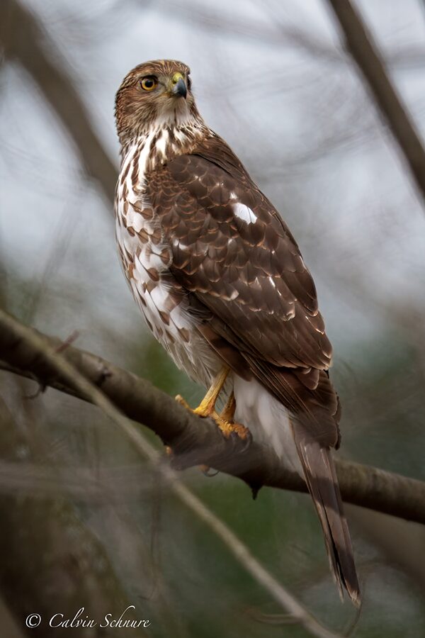 bird