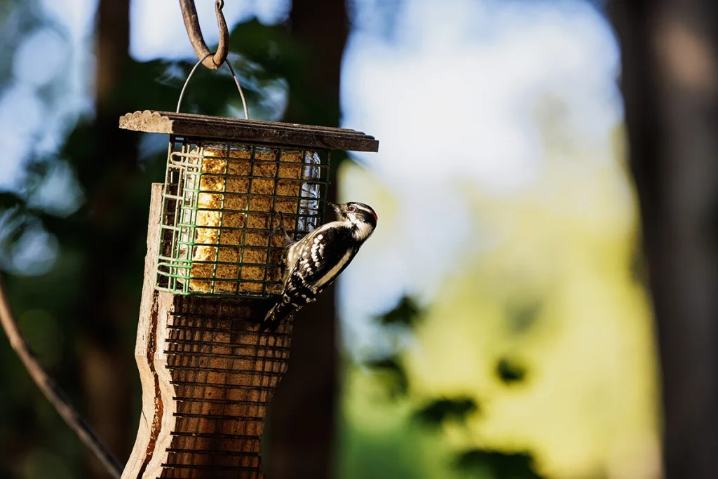 A downy woodpecker in a feeder