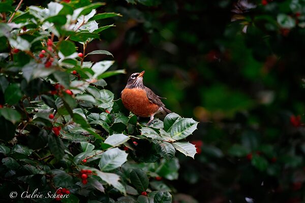 bird